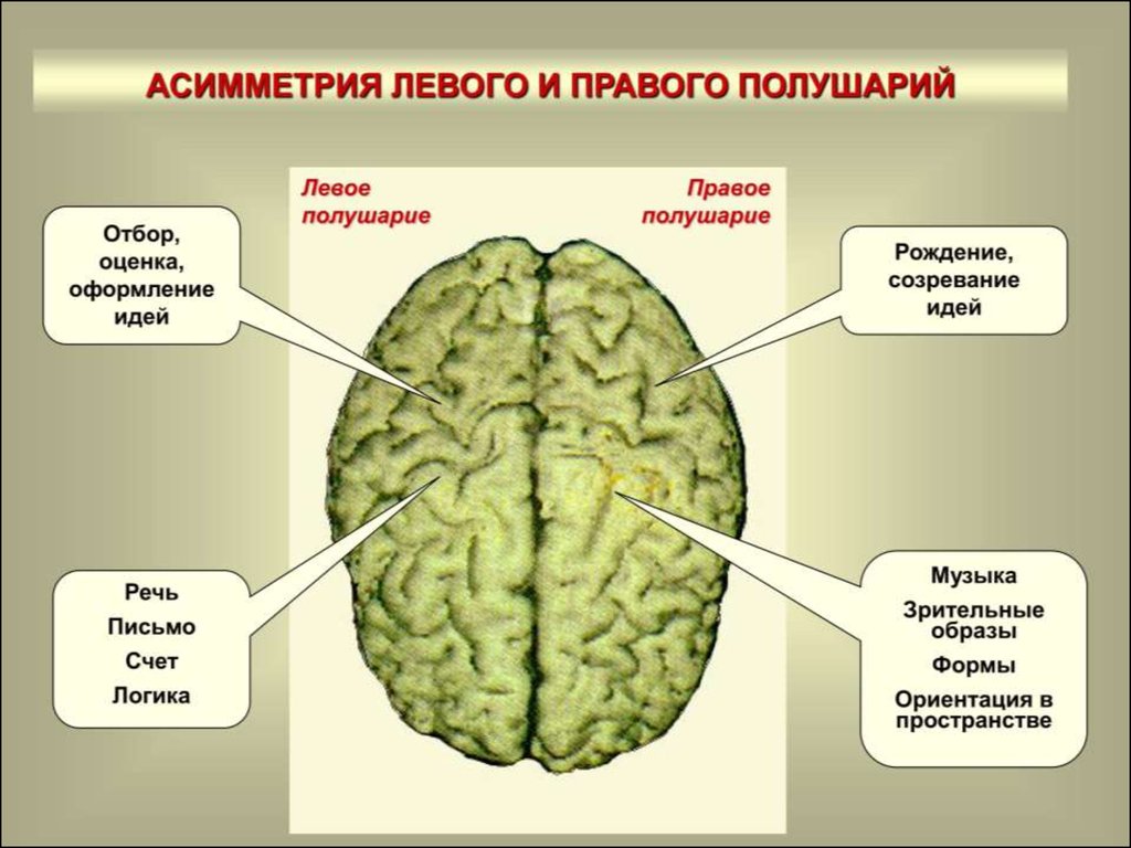Функции правого полушария большого мозга. Функциональная асимметрия больших полушарий головного мозга. Асимметрия больших полушарий функции. Функциональная асимметрия полушарий. Левое полушарие головного мозга.