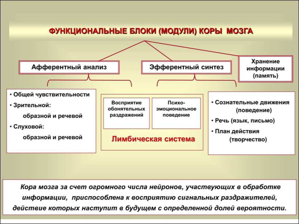 Функциональное объединение. Корковый модуль. Модули коры мозга. Модуль коры функция. Афферентный вход модуля коры головного мозга..