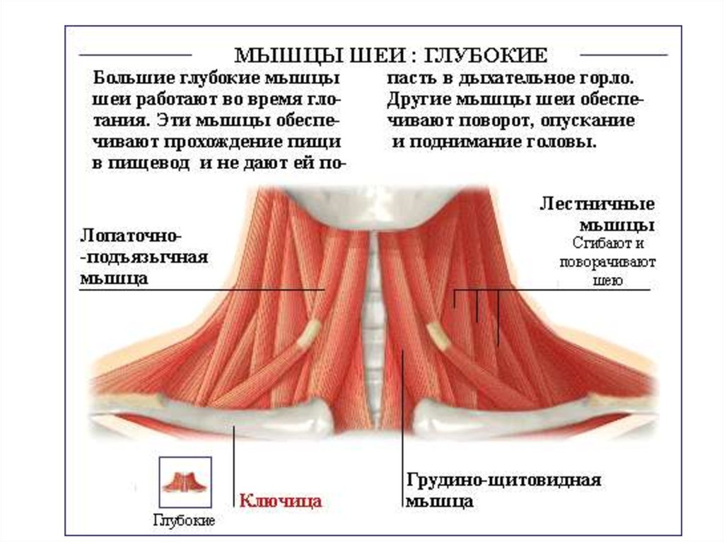 Описание мышц. Мышцы описание. Мышцы шеи массаж анатомия. Мышечная гигиена.