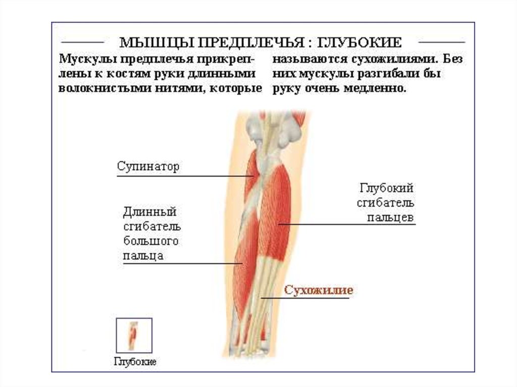 Класс мышцы. Мышечная система сухожилия. В строении мышц различают. Супинатор мышца анатомия. Мышцы человека анатомия презентация.