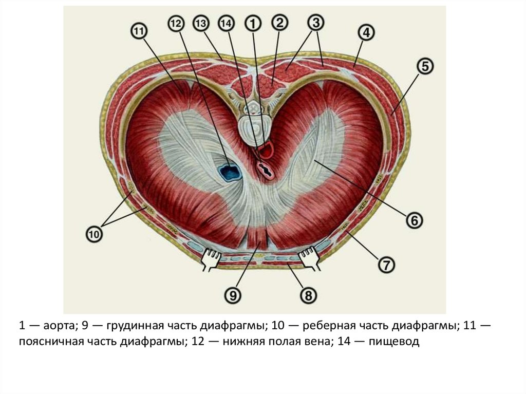Части диафрагмы