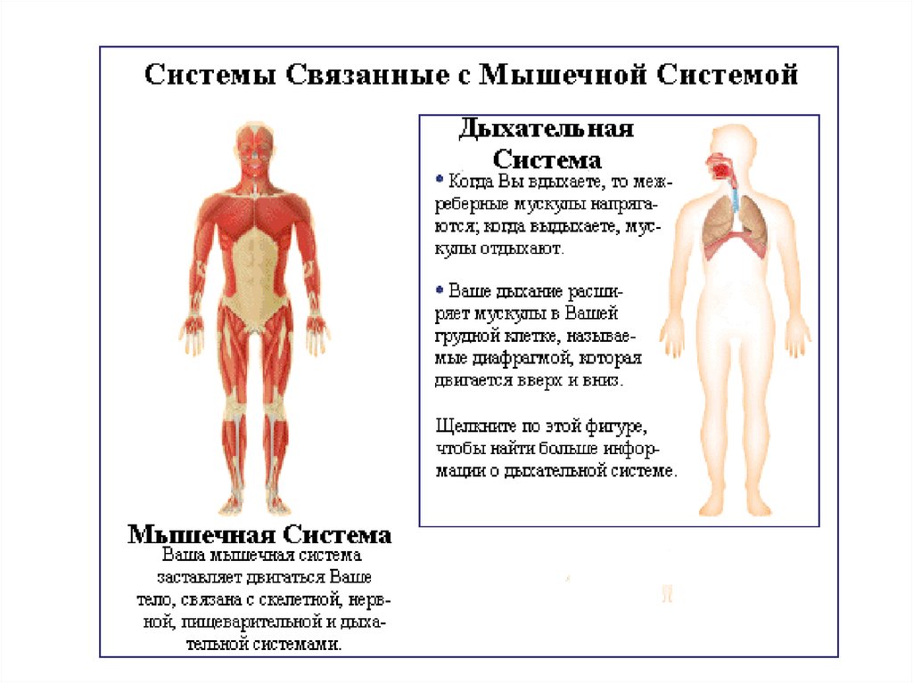 Легенды о мышцах. Мышечная система связана с системой. Мышечная система человека презентация. Принципы строения мышечной системы. Мышечная система человека презентация анатомия.