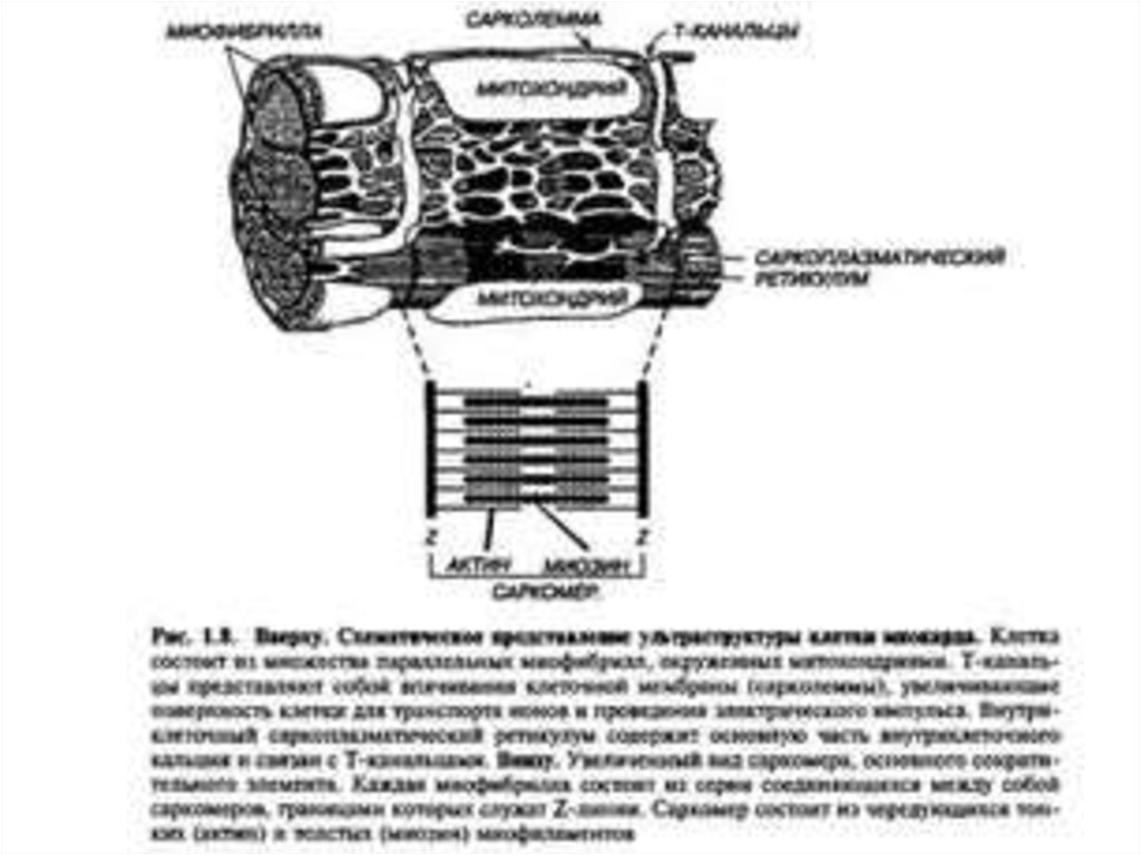 Гладкий саркоплазматический ретикулум исчерченных мышц обеспечивает. Саркомер строение гистология. Строение саркомера кардиомиоцита. Строение саркомера биохимия. Саркомер и саркоплазматический ретикулум.