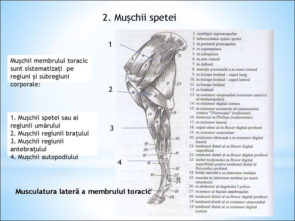 ce să faci dacă genunchiul iese din articulație deformare articulară în artrita reumatoidă