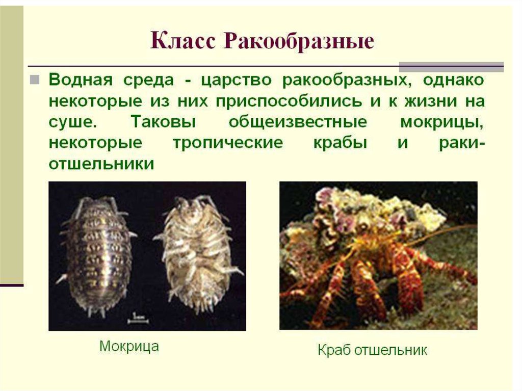 Класс ракообразные презентация