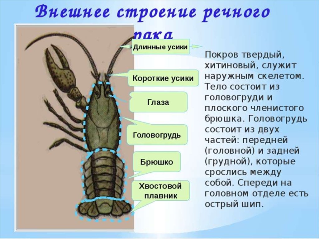 Хитиновый скелет. Внешнее строениераообразных. Строение Ракка внешнее. Внешнее строение ракообразных. Строение тела Рако образный.