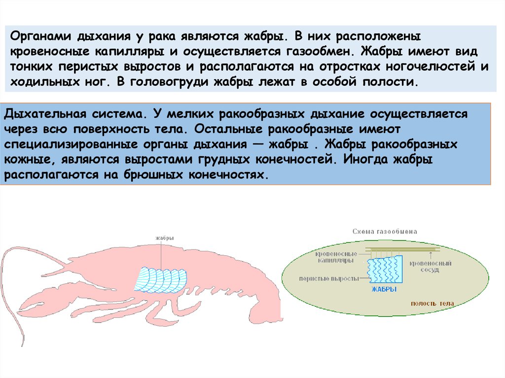 Каким органом дышит речной рак