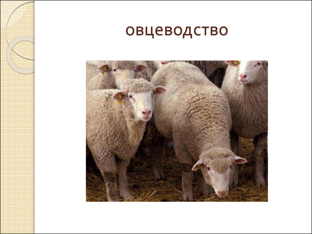 Каких животных разводят в московской области. Животноводство презентация. Презентация по животноводству. Картинка животноводство в нашем крае. Презентация на тему скотоводство.