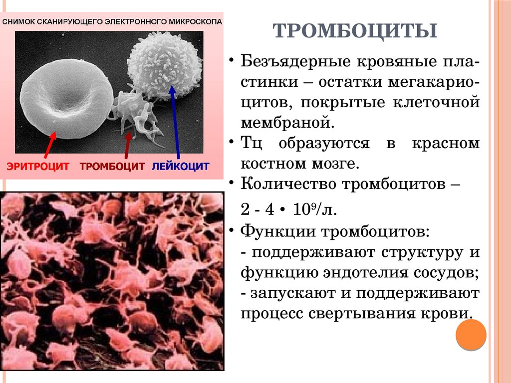 Содержание в крови лейкоциты и тромбоциты