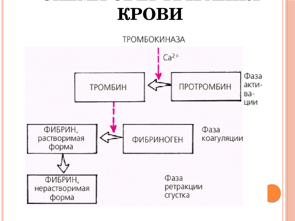 Процесс свертывания крови схема