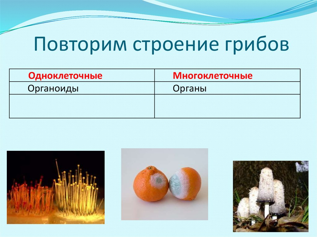 Фитопатогенные грибы презентация