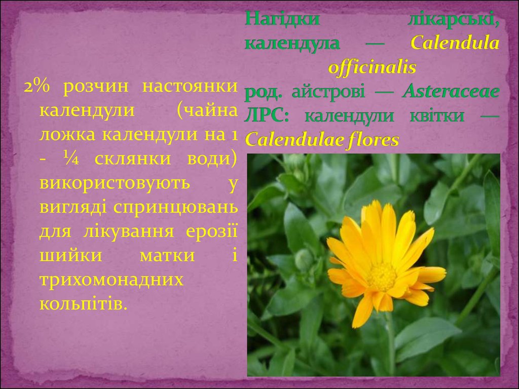 Нагідки лікарські, календула — Calendula officinalis род. айстрові — Asteraceae ЛРС: календули квітки — Сalendulae flores