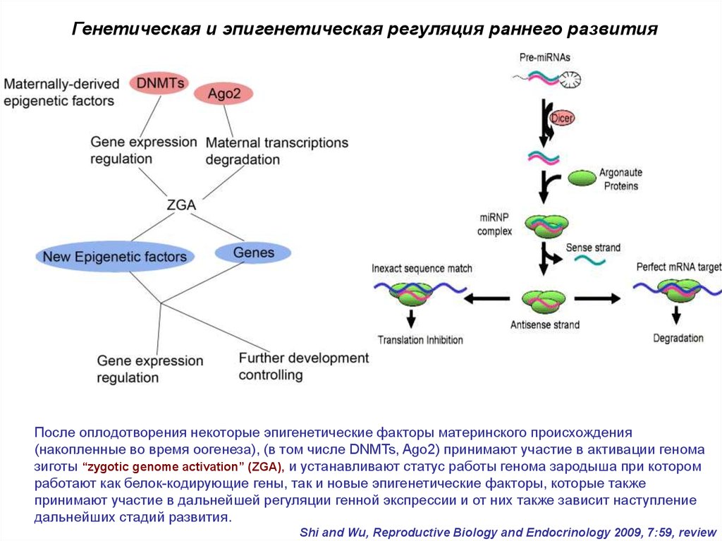 Регуляция развития. Генетическая регуляция развития. Эпигенетическая регуляция. Эпигенетическая регуляция генов. Генетическая регуляция развития зародыша.