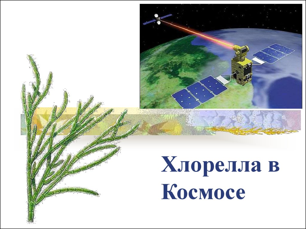 Космическая биология презентация