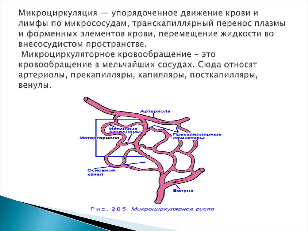 Мышечная ткань кровоснабжение