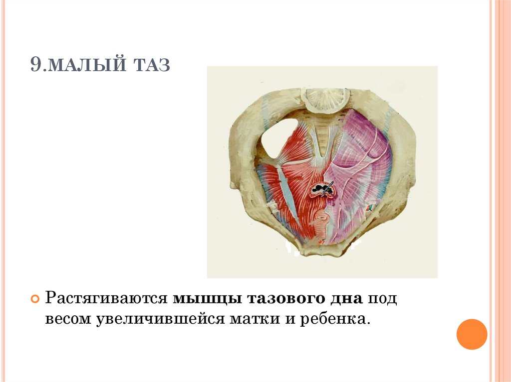 9.малый таз 