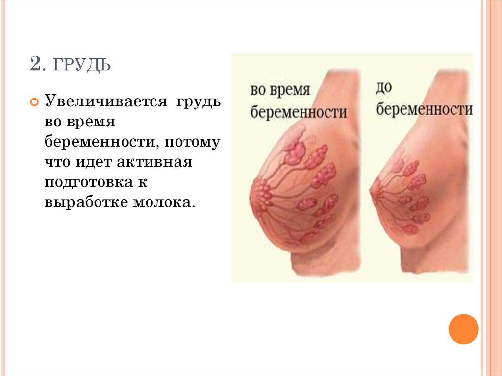 Изменения молочных желез. Грудь прибеременносьи. Грудь во время беременности. Грудь при беременносьт.