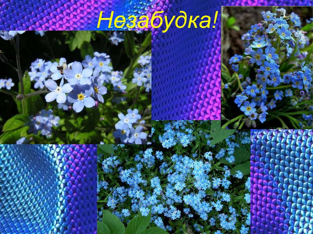Незабудка!