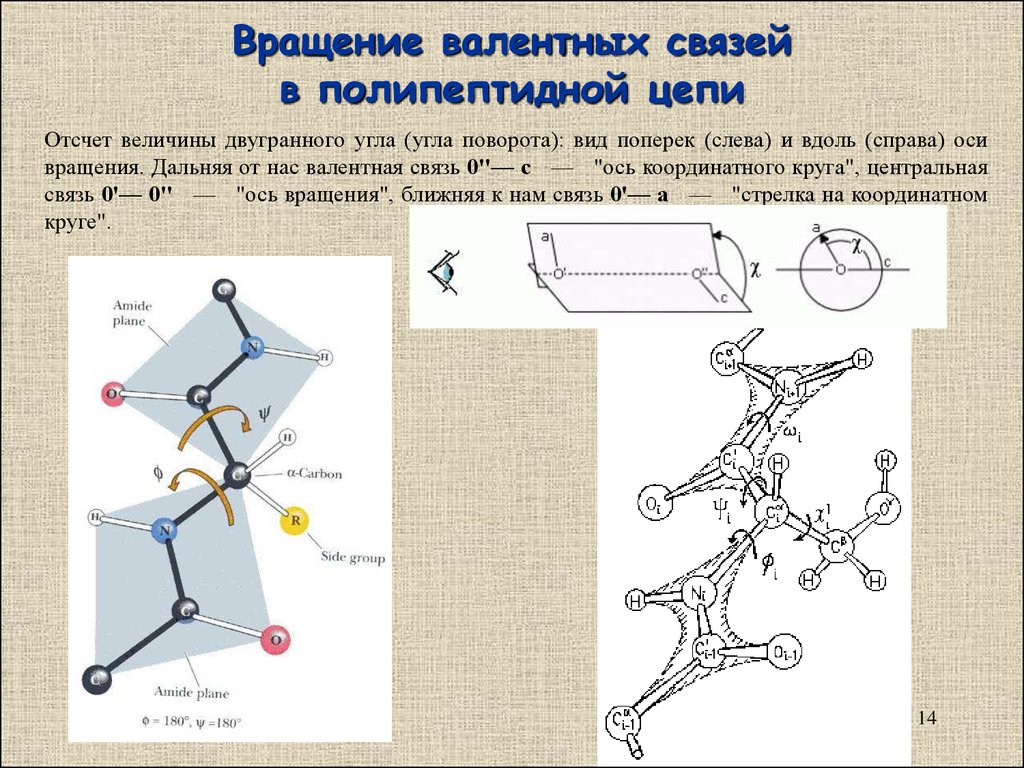 Фрагмент полипептидной цепи