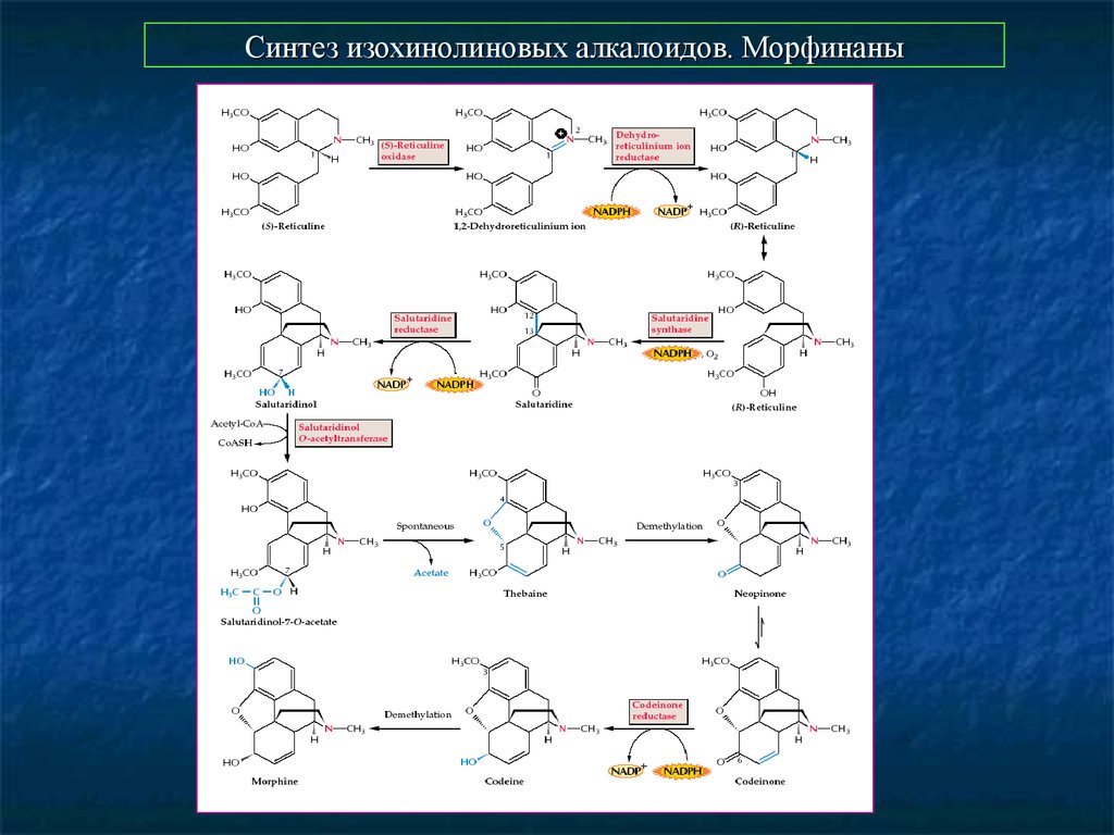 Изучен синтез. Синтез изохинолиновых алкалоидов. Синтез стрихнина. Биосинтез алкалоидов. Схема биосинтеза изохинолиновых алкалоидов.
