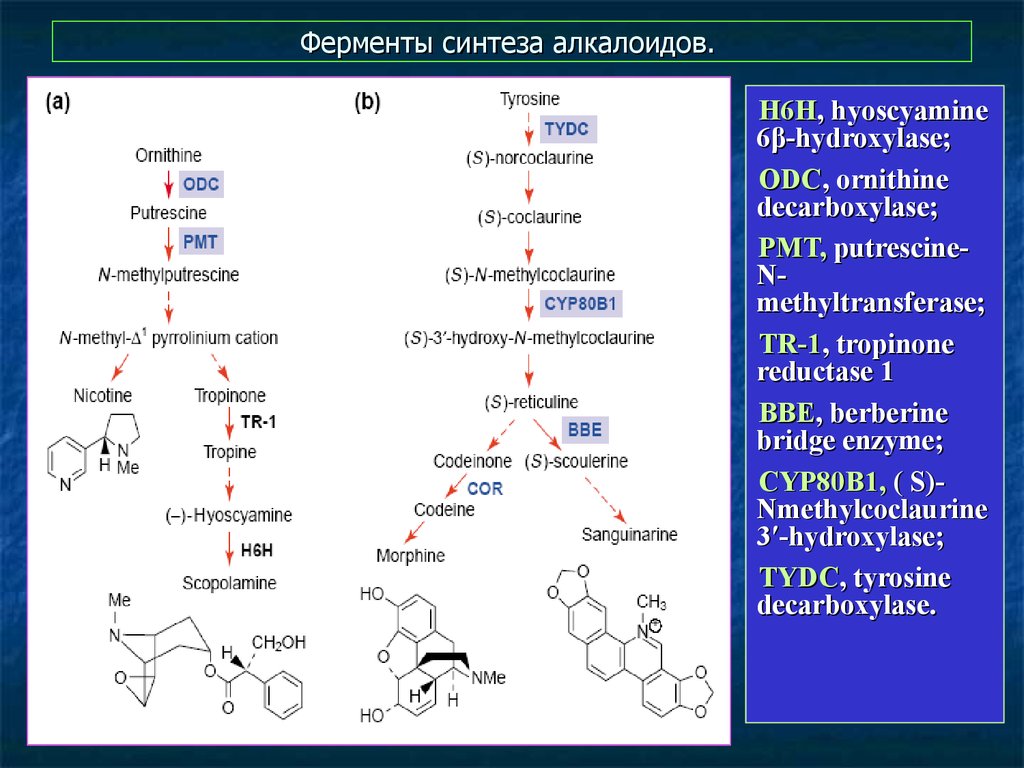 Ферментативный синтез