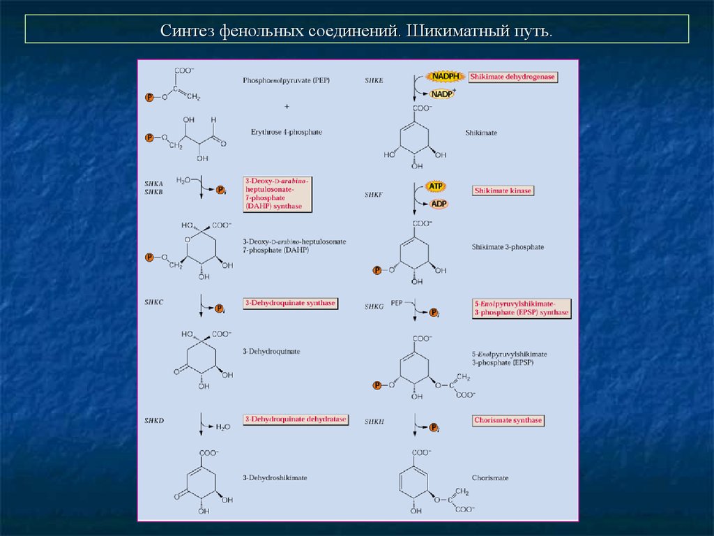 Синтез соединения. Шикиматный путь синтеза фенольных соединений. Шикиматный путь биосинтеза фенольных соединений. Ацетатно-малонатный путь синтеза фенольных соединений. Шикиматный путь биосинтеза флавоноидов.