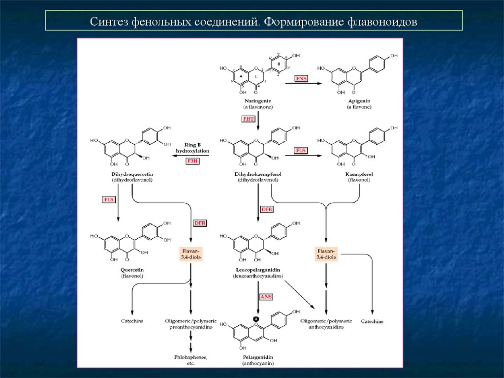 Синтез соединения. Биосинтез фенольных соединений. Шикиматный путь синтеза фенольных соединений. Синтез фенольных соединений в растениях. Шикиматный путь биосинтеза фенольных соединений.