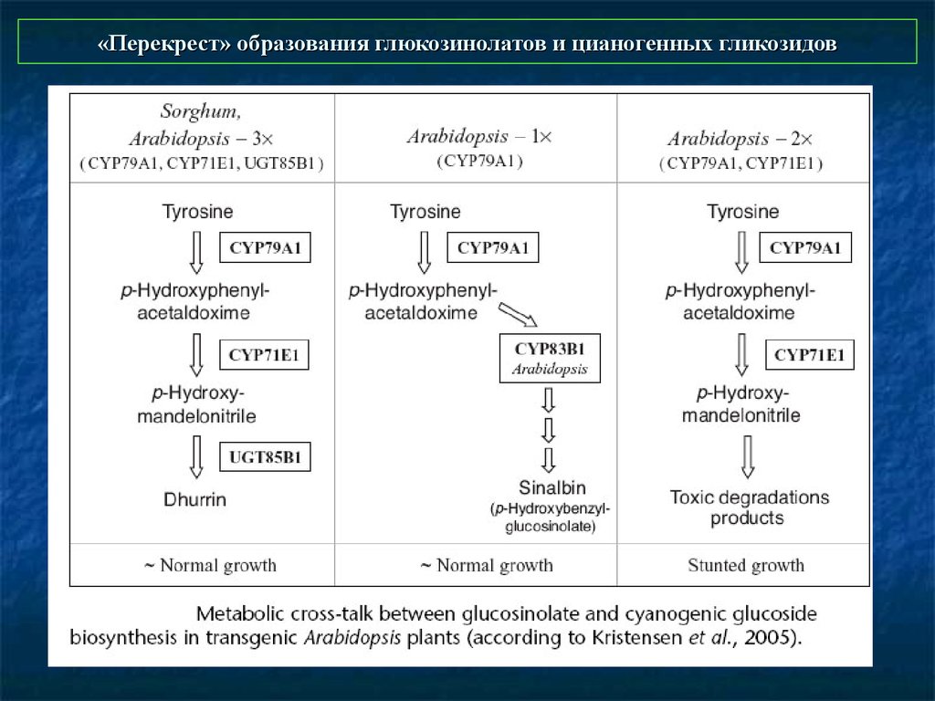 Перекрест. Глюкозинолаты. Глюкозинолатов что это. Общая структура гликозинолатов. Цианогенные глюкозид.