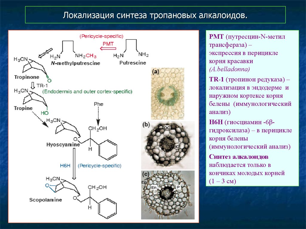 Описание синтеза. Алкалоиды ряда тропана. Тропан Синтез. Синтез алкалоидов. Реакция для тропановых алкалоидов.