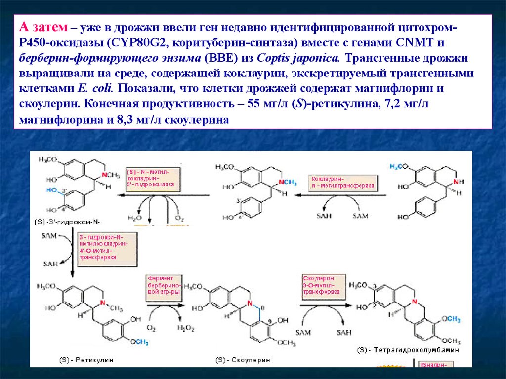 Вместе ген. Хинолиновые алкалоиды. Алкалоиды группы хинолина и изохинолина.. Формулы алкалоидов группы изохинолина. Функциональные группы алкалоидов изохинолина.