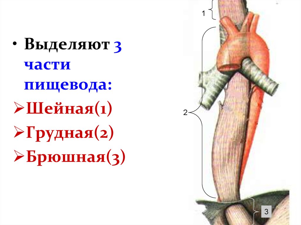 3 пищевода. Шейная часть пищевода анатомия. Шейный отдел пищевода анатомия. Шейная грудная и брюшная часть пищевода. Строение пищевода анатомия рисунок.