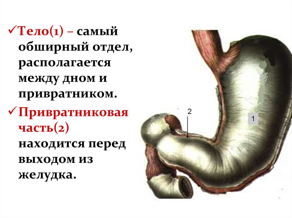 Частями желудка являются. Пилорический отдел желудка это привратник. Малая кривизна тела желудка. Пилорический отдел желудка анатомия. Строение желудка привратник.
