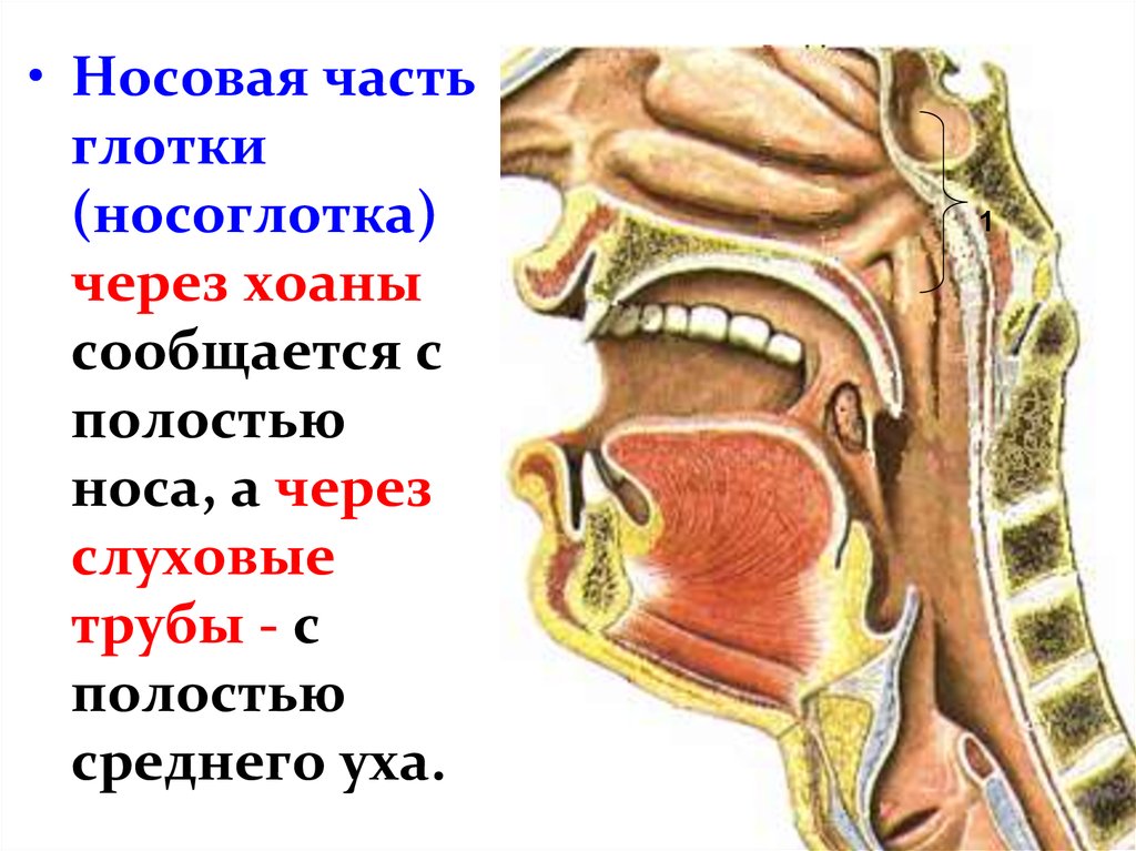 Полость носа и гортань. Задняя стенка ротоглотки анатомия. Носоглотка строение хоаны. Полость носа анатомия хоаны. Носовая ротовая и гортанная части.