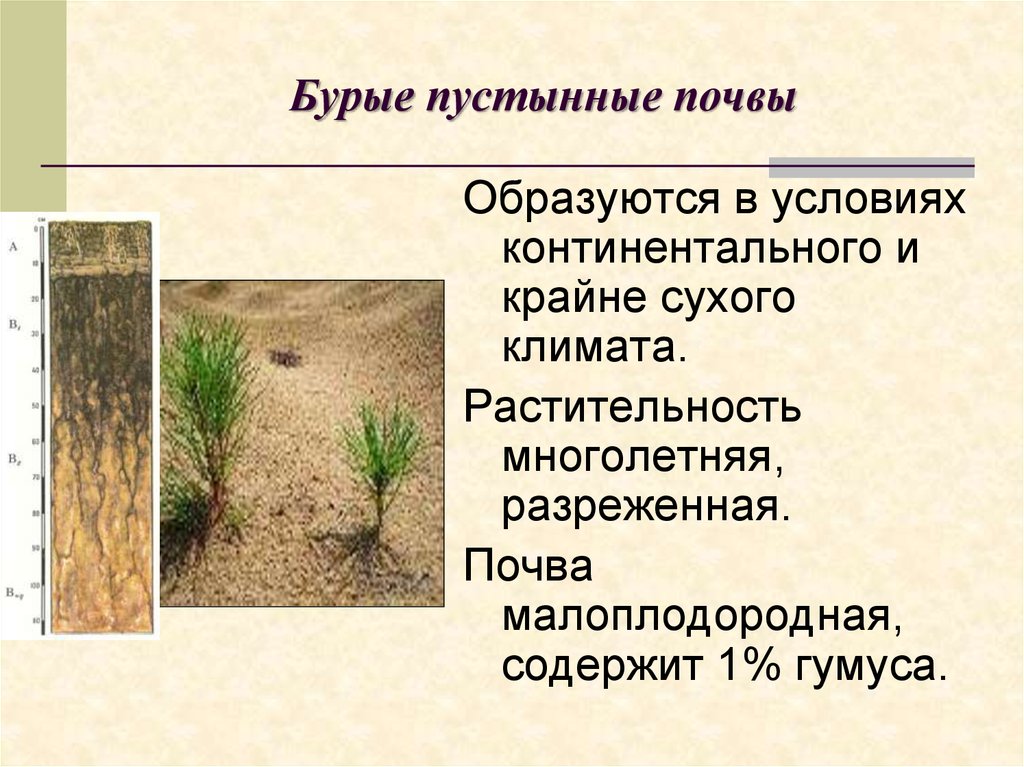 Особенности почв полупустынь. Бурые полупустынные почвы гумус. Почвенный профиль бурые полупустынные почвы. Бурые Лесные почвы России гумус. Бурые Лесные почвы гумус в см.