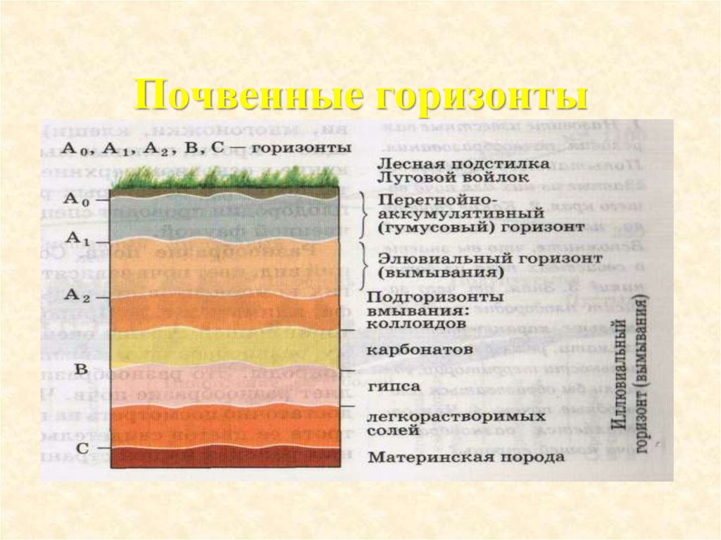 Почвенный горизонт. Строение почвы почвенные горизонты. Почвенный Горизонт это в географии 8 класс. Почвенные горизонты а1 а2. Почвенный Горизонт а0.