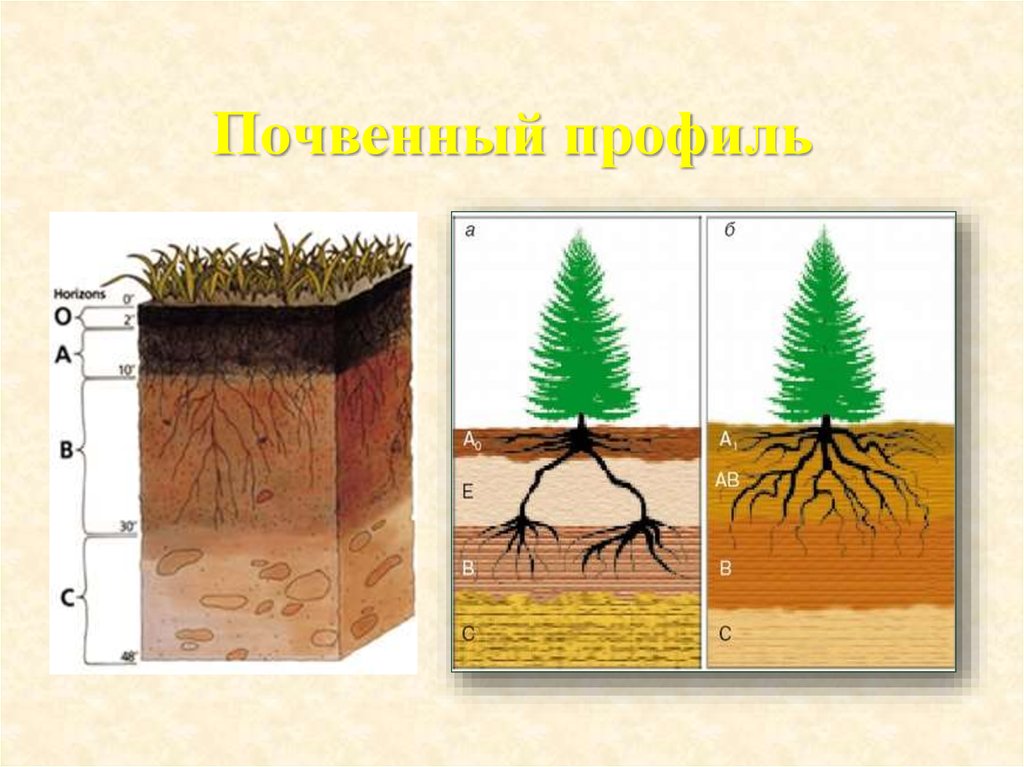 Рисунок почва в разрезе