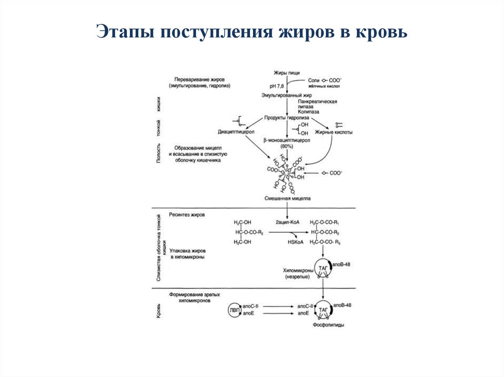 Ассимиляция липидов тканями. Схема этапов ассимиляции пищевых жиров. Всасывание жиров схема. Этапы поступления экзогенных жиров в организме. Всасывание жиров этапы.