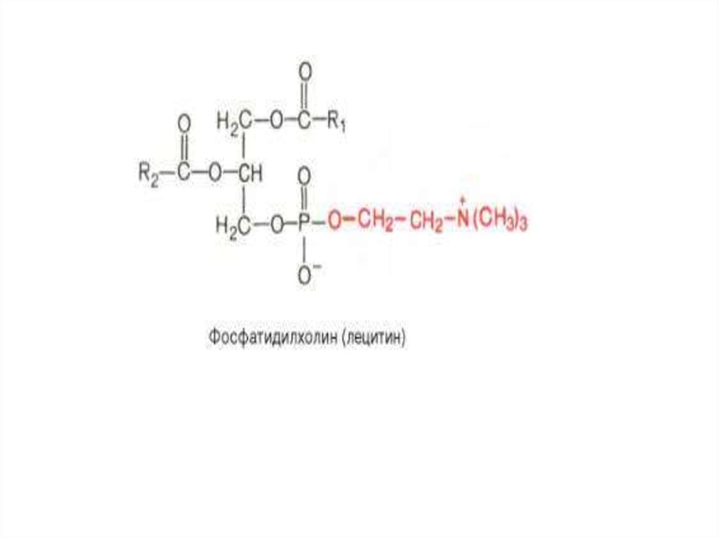 Фосфатидилхолин это. Лецитин фосфатидилхолин. Фосфатидилхолин формула. Фосфатидилхолин образование. Сфингофосфолипиды.
