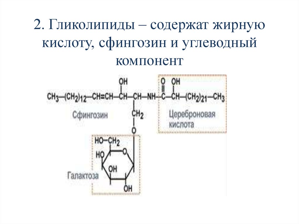 Гликолипиды. Гликолипиды структурная формула. Гликолипиды формула. Гликолипиды строение формулы. Гликолипиды общая формула.