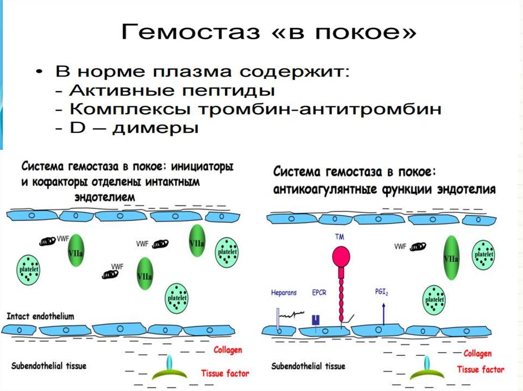 Система гемостаза презентация