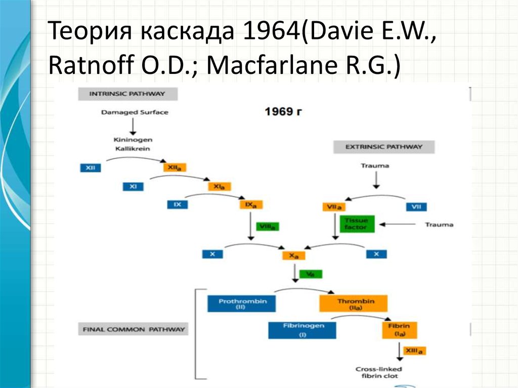 Теория каскада 1964(Davie E.W., Ratnoff O.D.; Macfarlane R.G.)