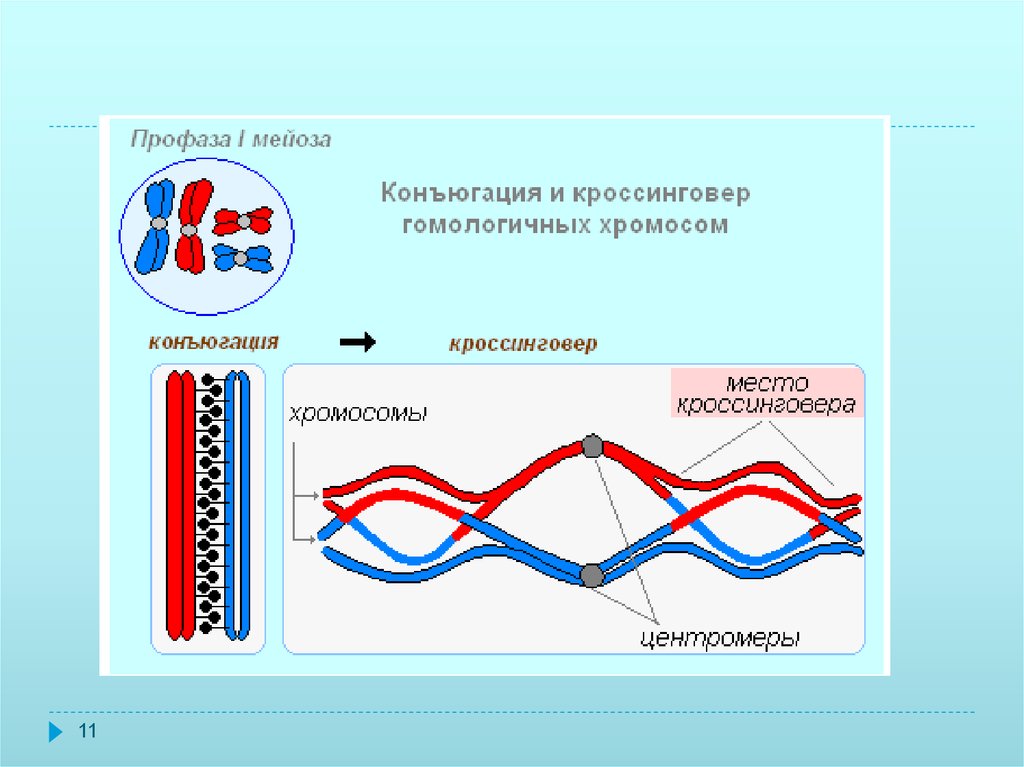 Конъюгация гомологичных хромосом