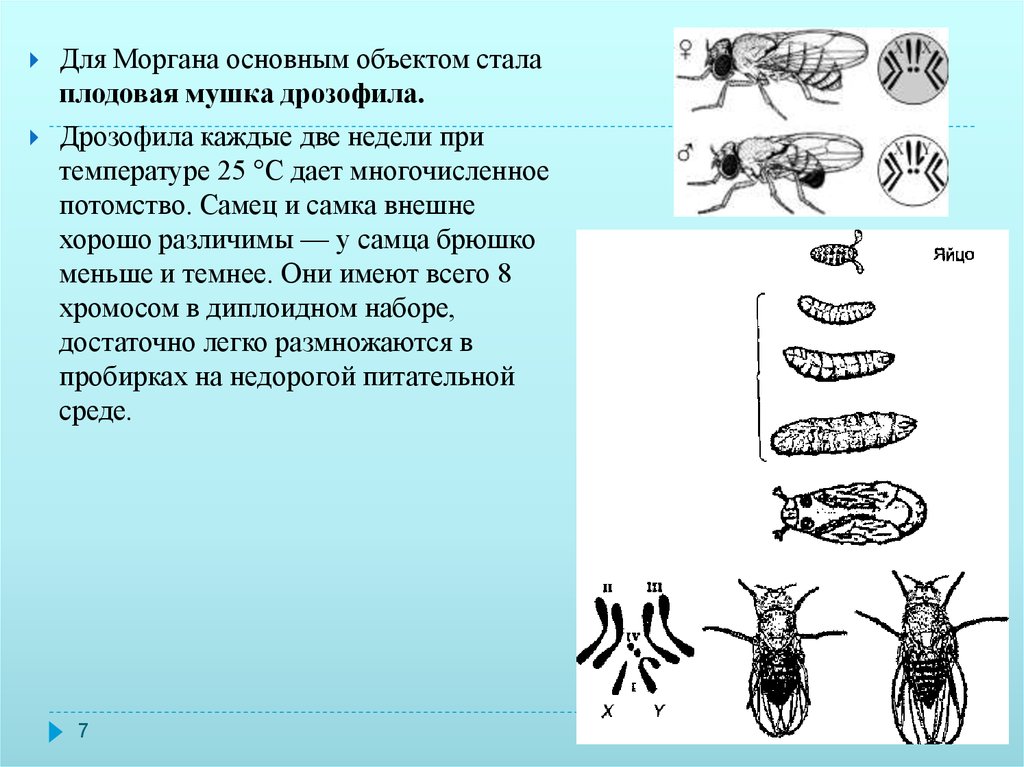 Кроссинговер у дрозофилы