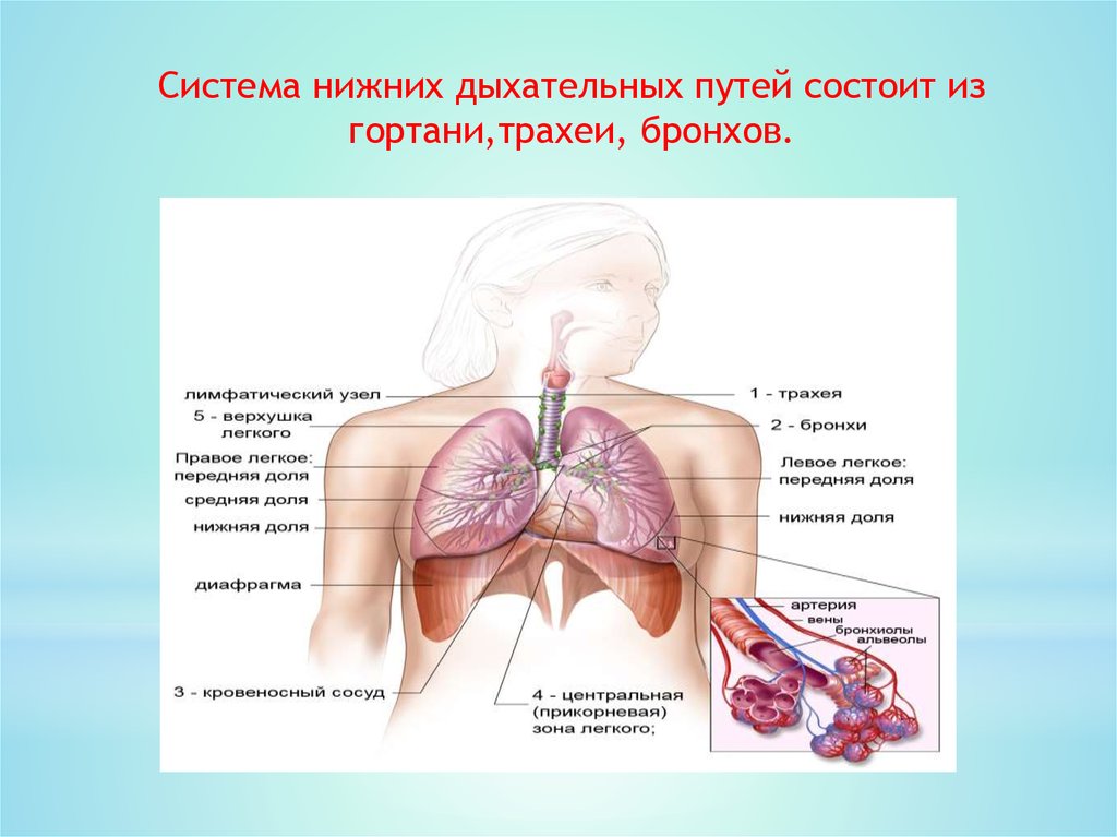 Нижние дыхательные пути. Система нижних дыхательных путей. Гортань нижние дыхательные пути. Средние и нижние дыхательные пути. Презентация нижние дыхательные пути трахея и бронхи.