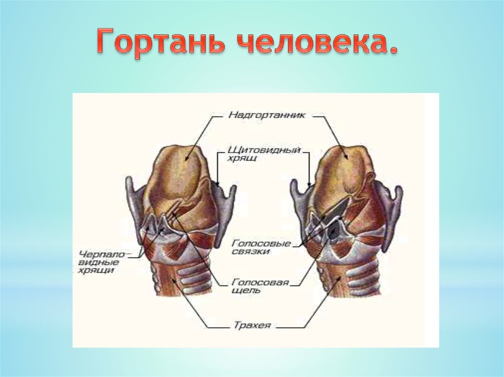 Гортань. Органы гортани человека. Кости гортани человека. Размер гортани человека.