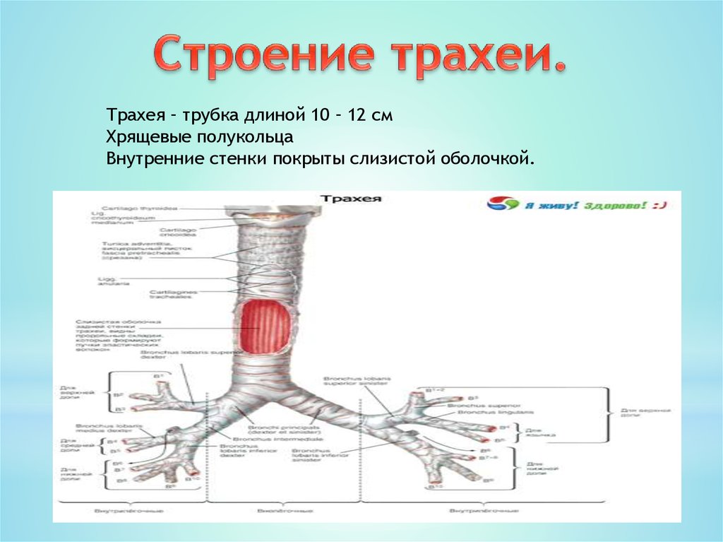 Стенка трахеи состоит из. Строение стенки трахеи. Особенности строения стенки трахеи:. Строение оболочек трахеи. Строение трахеи трубка.