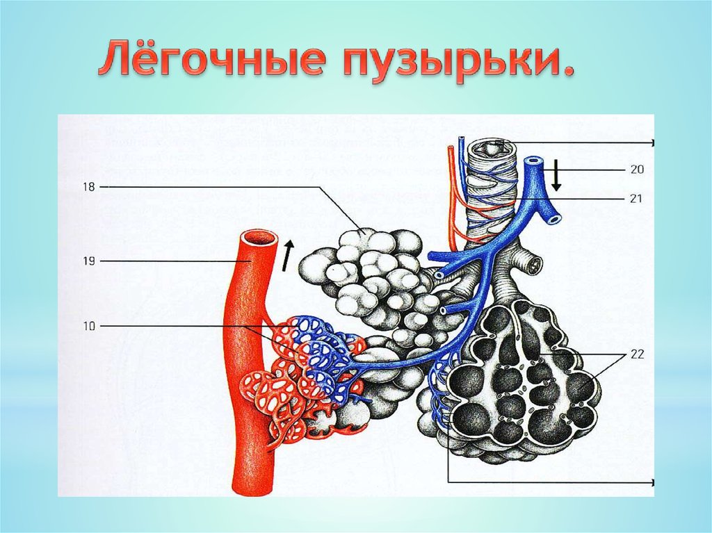 5 легочные пузырьки