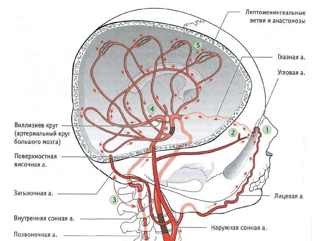 Поступление крови в мозг. Кровообращение мозга. Виллизиев круг.. Кровеносные сосуды головного мозга анатомия. Кровоснабжение головного мозга схема вены. Кровоснабжение сосудов головного мозга схема.