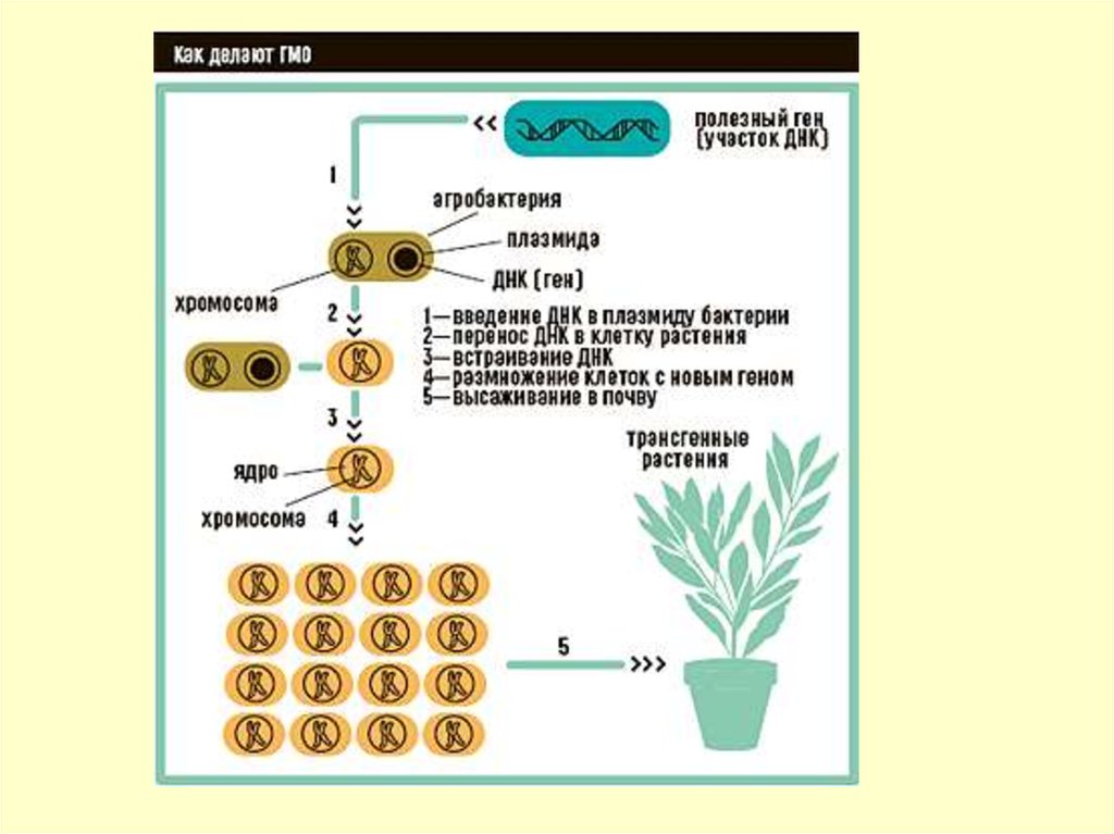 Схема создания генетически модифицированных растений невозможна без