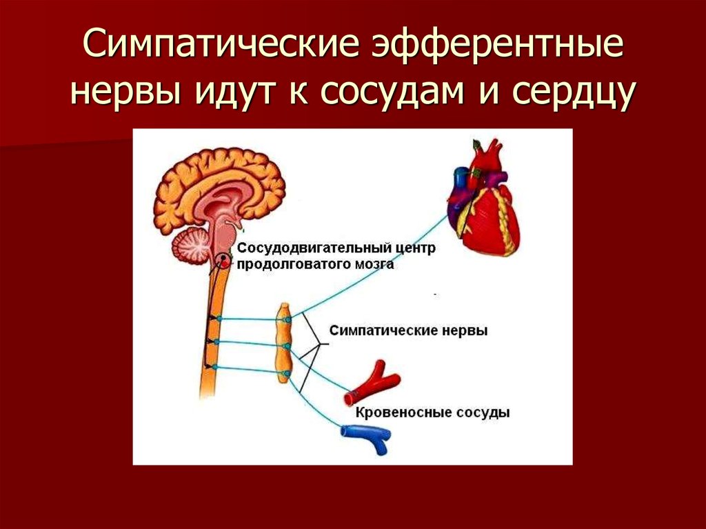 Продолговатый мозг нервные центры регуляции. Сосудодвигательный центр продолговатого мозга. Эфферентные нервы. Эфферентные нервы сердца. Эфферентный нерв к сосуду.